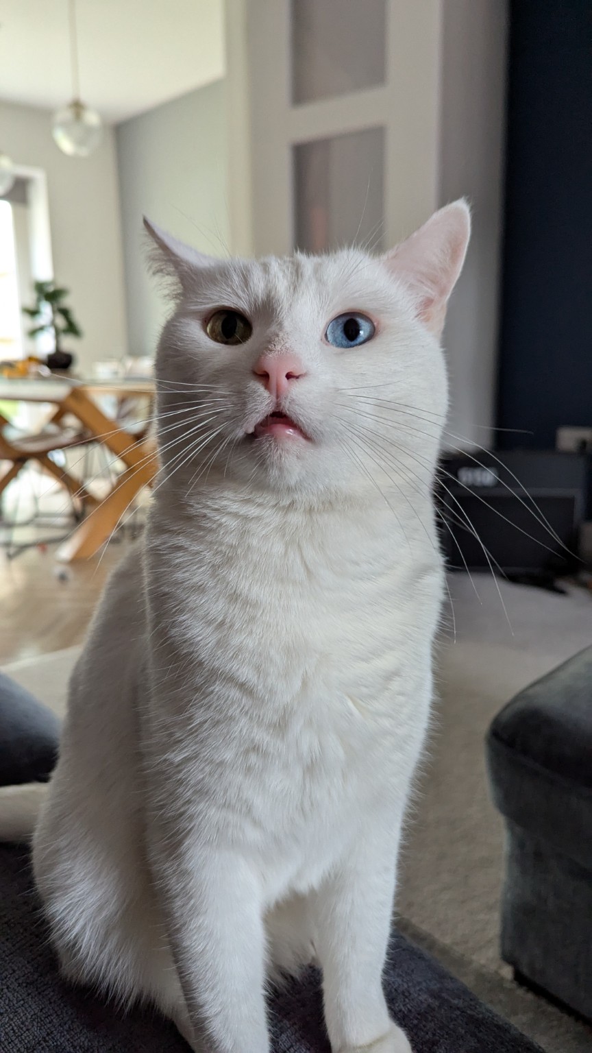Snowy, 2025